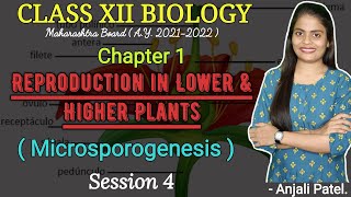 Class XII BIOLOGY REPRODUCTION IN LOWER AND HIGHER PLANTS  Microsporogenesis [upl. by Gibbie442]