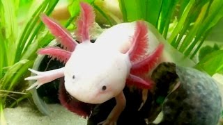 Axolotl Cool Cute Aquarium Mexican Salamander [upl. by Anialeh]