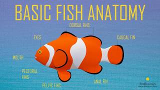 Fish Anatomy and Physiology [upl. by Asalocin]