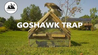 HOW A GOSHAWK TRAP WORKS  ACR Outdoors [upl. by Esma]