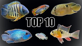 Top 10 Most quotPeacefulquot Cichlids [upl. by Aneral]