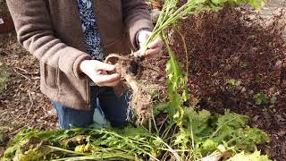 Growing and Preparing Horseradish [upl. by Woodford]