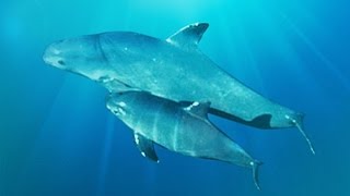 Effort To Capture Remaining Vaquita Porpoises Continues [upl. by Ymarej]