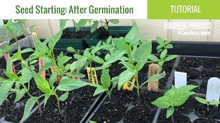 Seeds Have Germinated Now What How to Care for Seedlings  Seed Starting Part 2 [upl. by Yttisahc]