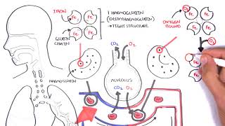 Oxygen  Haemoglobin Dissociation Curve  Physiology [upl. by Groeg262]