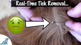 How To Take A Tick Off Your Dog  Professional Dog Training Tips [upl. by Hyams]