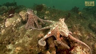 Giant Pacific Octopus Adventure  JONATHAN BIRDS BLUE WORLD [upl. by Ettedualc]