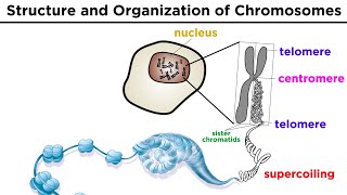 Chromosomes and Their Role in Genetics [upl. by Tterraj845]