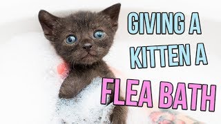 How to Give a Kitten a Flea Bath [upl. by Edna8]