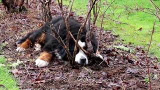 How to prune blueberries [upl. by Norab]