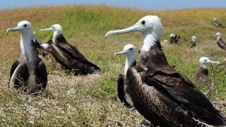 Anguilla  wildlife and heritage [upl. by Bashee]