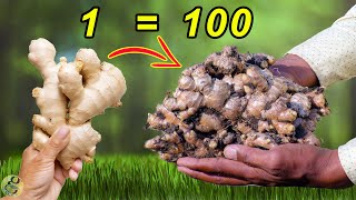 HOW TO GROW GINGER FROM GINGER AT HOME  🥕 FOOD GARDENING EP1 [upl. by Natsyrk]