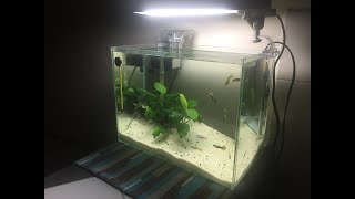 30 litre Fish tank setup [upl. by Attenov]