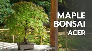 Japanese Maple Bonsai care Acer palmatum [upl. by Rossuck217]