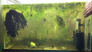 Scuds Daphnia Cherry Shrimp Copepods My aquatic food culture [upl. by Neelrad]