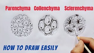 How to Draw Parenchyma Collenchyma and Sclerenchyma [upl. by Linson216]