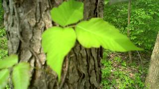 Identifying Poison Ivy and Oak [upl. by Oribel15]