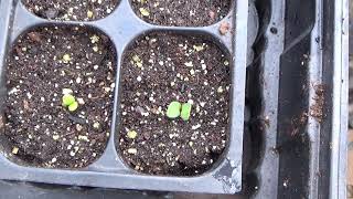 How To Start Echinacea From Seed How To Start Coneflowers From Seed [upl. by Nollat233]