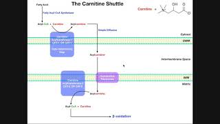 The Carnitine Shuttle  CytosolMitochondrial Fatty Acid Transport [upl. by Letitia568]