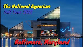 National Aquarium Full Tour  Baltimore Maryland [upl. by Shornick]