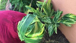 Variegated ginger or shell ginger how to separate or propagate [upl. by Tikna110]