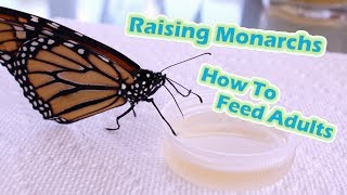 Raising Monarchs  How To Feed Adults Help The Monarch Butterfly [upl. by Yennaiv]