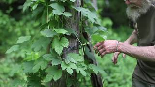 Hops Humulus lupulus [upl. by Yerffoeg]