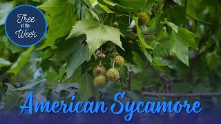 Tree of the Week American Sycamore [upl. by Walliw]