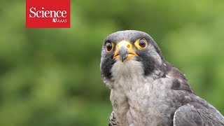 Peregrine falcons maneuver best when divebombing at over 300 kmhr [upl. by Yramliw]