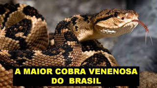 SURUCUCUPICODEJACA  A MAIOR SERPENTE VENENOSA DO BRASIL UMA COBRA RARA E IMPRESSIONANTE [upl. by Samuel658]