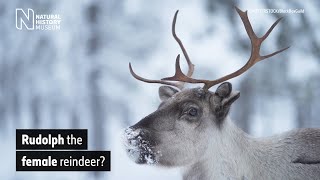 Are Santas reindeer female  Natural History Museum [upl. by Else]