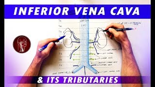 Inferior Vena Cava and its tributaries  Anatomy Tutorial [upl. by Rafaelof879]