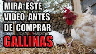 Cuidados Basicos para tus GALLINAS  BIENESTAR ANIMAL [upl. by Filmer]