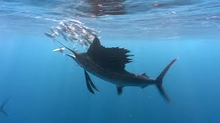 Sailfish  JONATHAN BIRDS BLUE WORLD [upl. by Currie123]