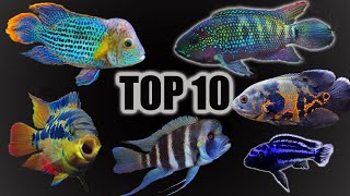 Top 10 Cichlid Tank Setups amp Stocking Ideas [upl. by Naehgem959]