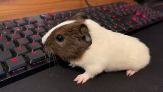 Very Excited Baby Guinea Pig Wheeking Loudly [upl. by Daria]