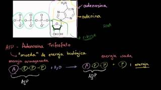 ATP  Adenosina Trifosfato [upl. by Arada]