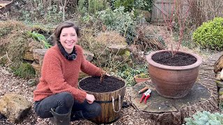 Repotting Blueberry Bushes  Homegrown Garden [upl. by Suivatnom]