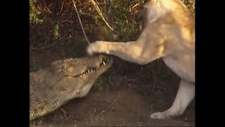 Battle of Jaws  Lions vs Crocodiles  Big Cat Diary  BBC Earth [upl. by Sky]