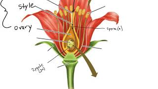 Angiosperm Life Cycle [upl. by Eirtemed]