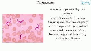 Trypanosoma [upl. by Astred]