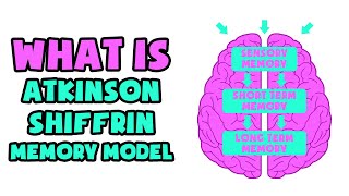 What is Atkinson–Shiffrin Memory Model  Explained in 2 min [upl. by Nyleek]