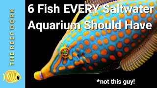 6 Easy Fish EVERY Marine Tank Should Have [upl. by Herzog804]