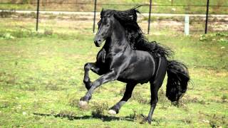 WORLD FAMOUS FRIESIAN STALLION [upl. by Ayikahs957]