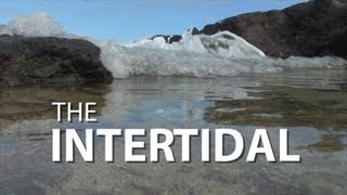 The Intertidal  UnderH2O  PBS Digital Studios [upl. by Wendie]