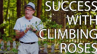 Success With Climbing Roses [upl. by Siana]