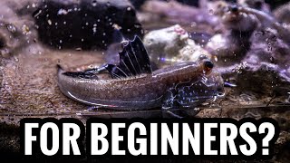 Top 5 Brackish Fish For Beginners [upl. by Eneles]