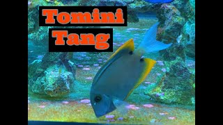 Saltwater Fish Tomini Tang In our Reef Tank [upl. by Dadivitan]