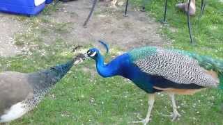 Peacock amp Peahen grooming each other [upl. by Erdna]