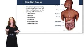 Introduction to the Digestive System [upl. by Enrev516]